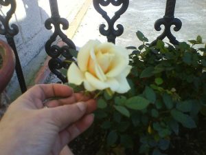 rosas con cascaras de guineo